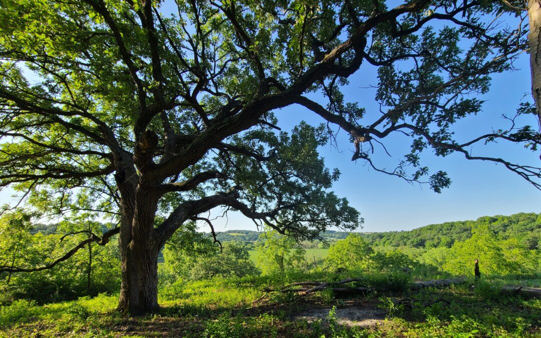 Wild Oaks Comes to DALC