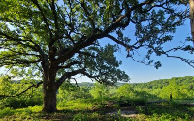Wild Oaks Comes to DALC