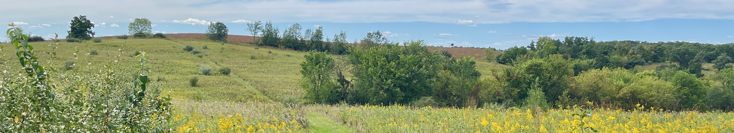 A rolling prairie hill with trees and blue sky in the background.