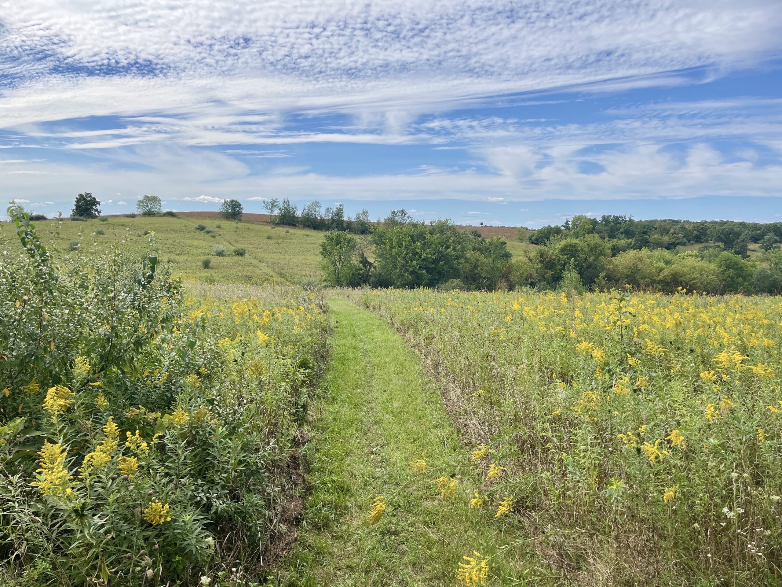 A mowed path cuts through a flowering prairie. A line of trees and blue sky are in the background.