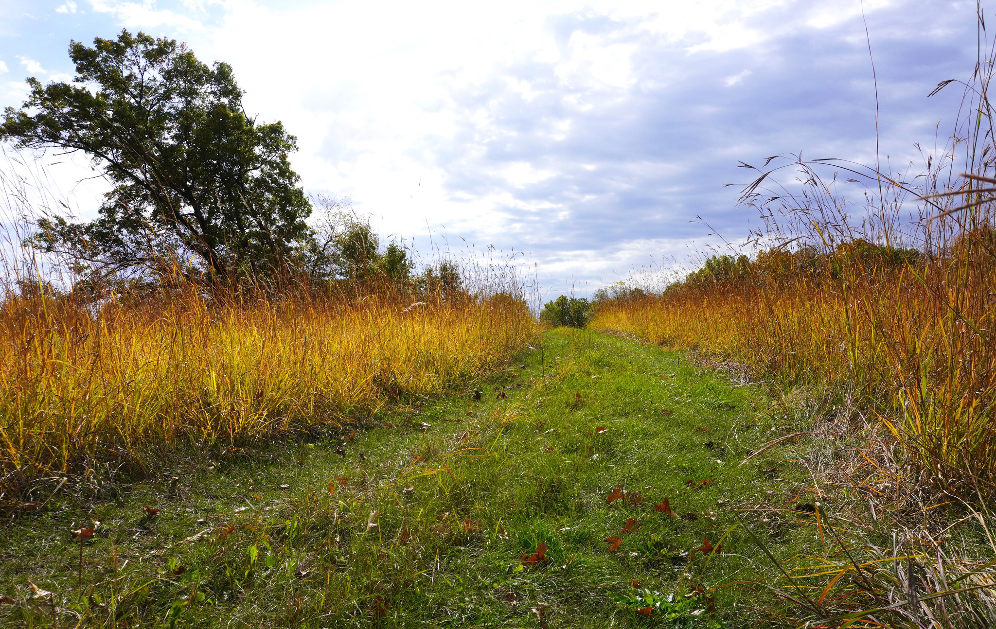 Looking up a grass-covered hill towards a blue sky.