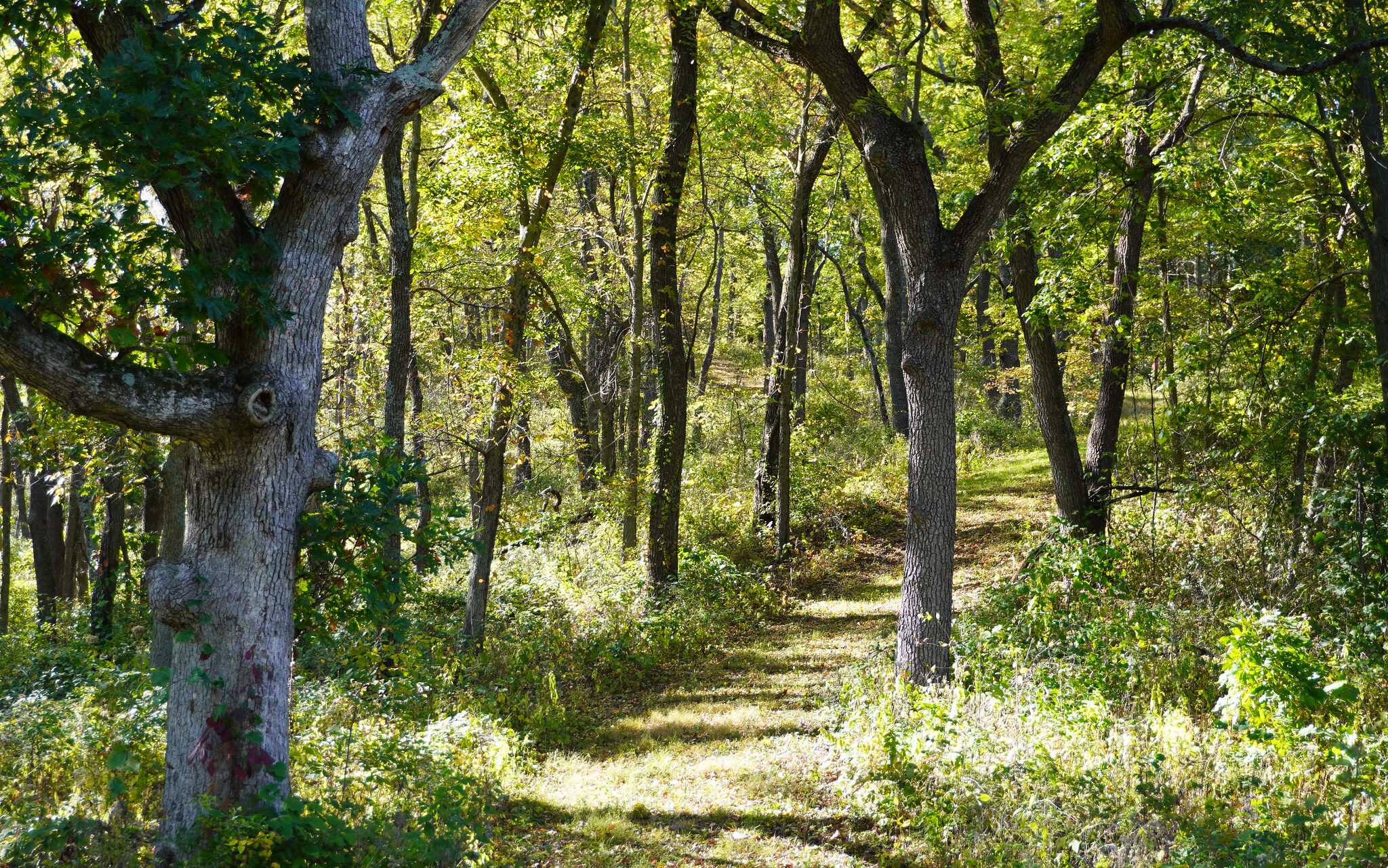 A sunlit path winding through a forest.