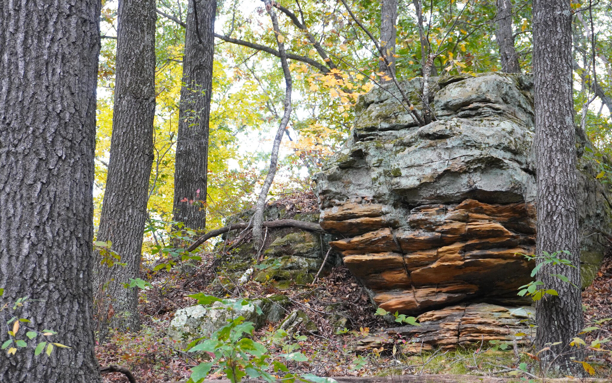 A rock formation in the forest.
