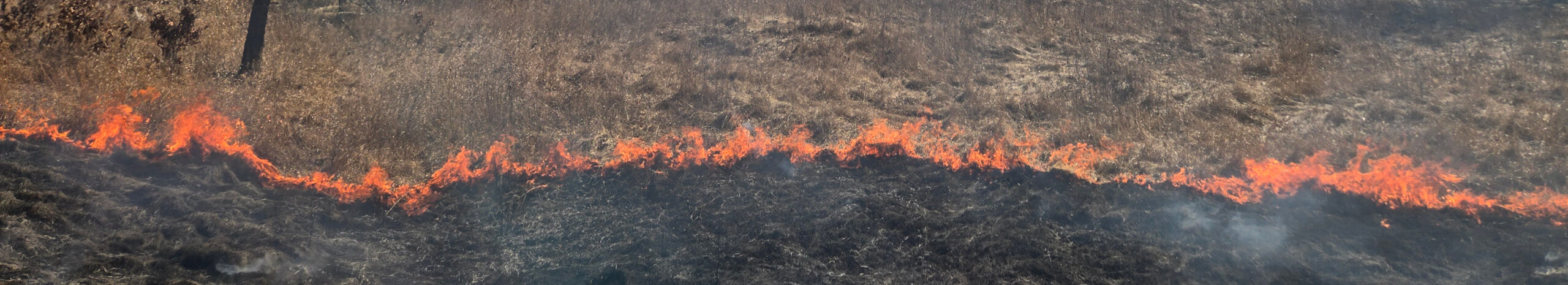 An orange flame crossed a line of prairie grass as part of a prescribed burn.