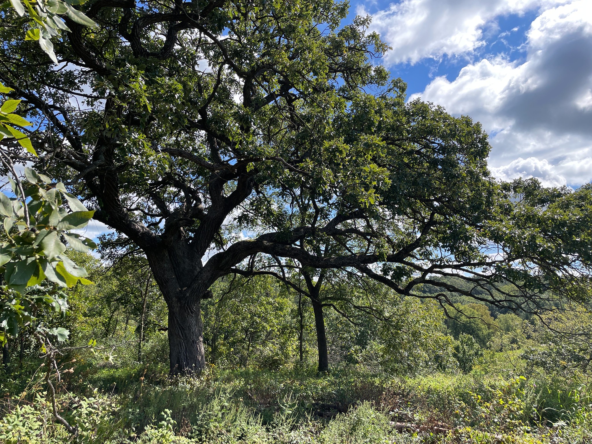 A large oak tree against a blue sky.