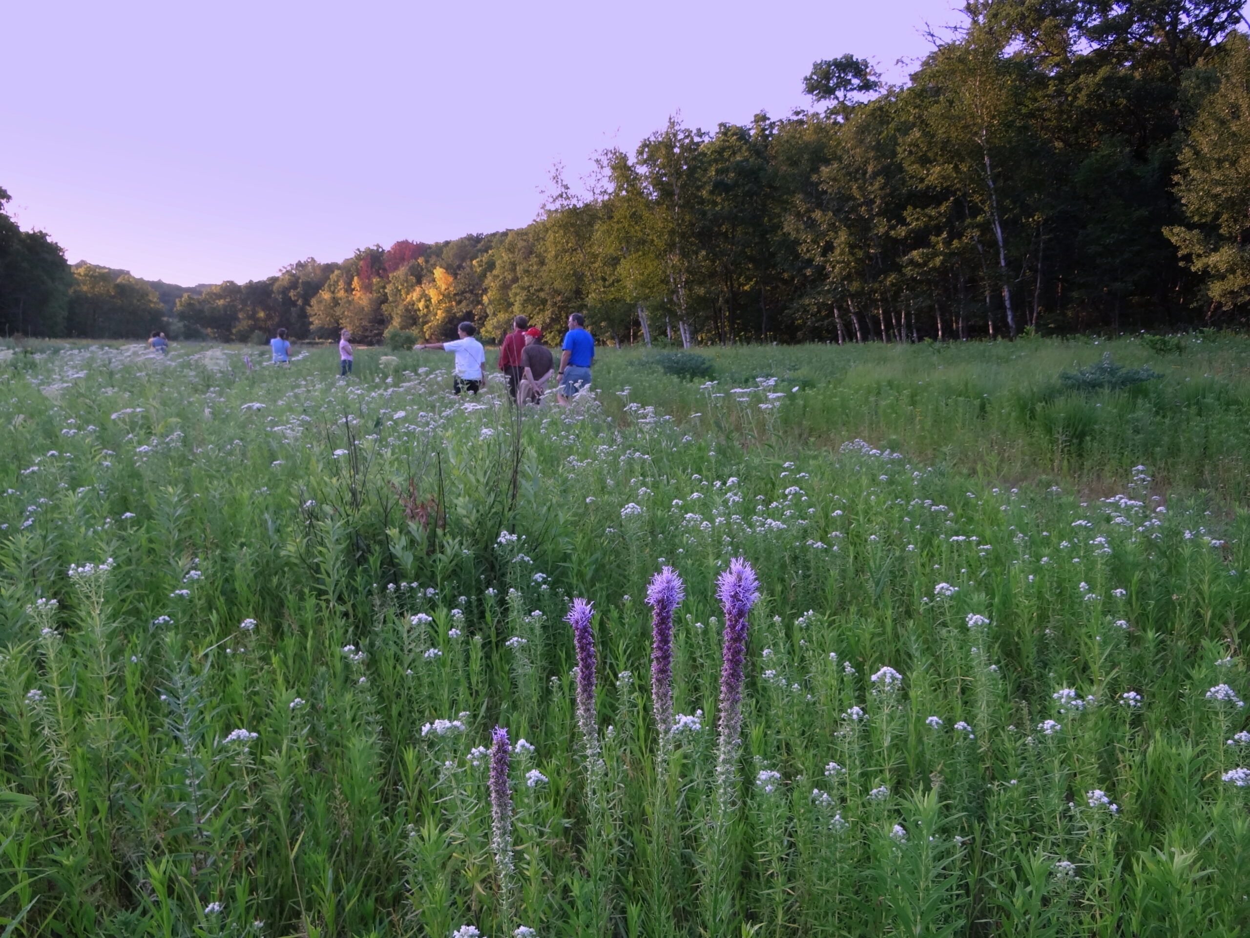 A small group of people walk in a prairie of purple flowers at dusk.