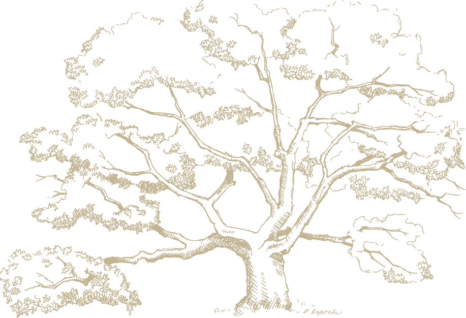 A sketched drawing of an oak tree.