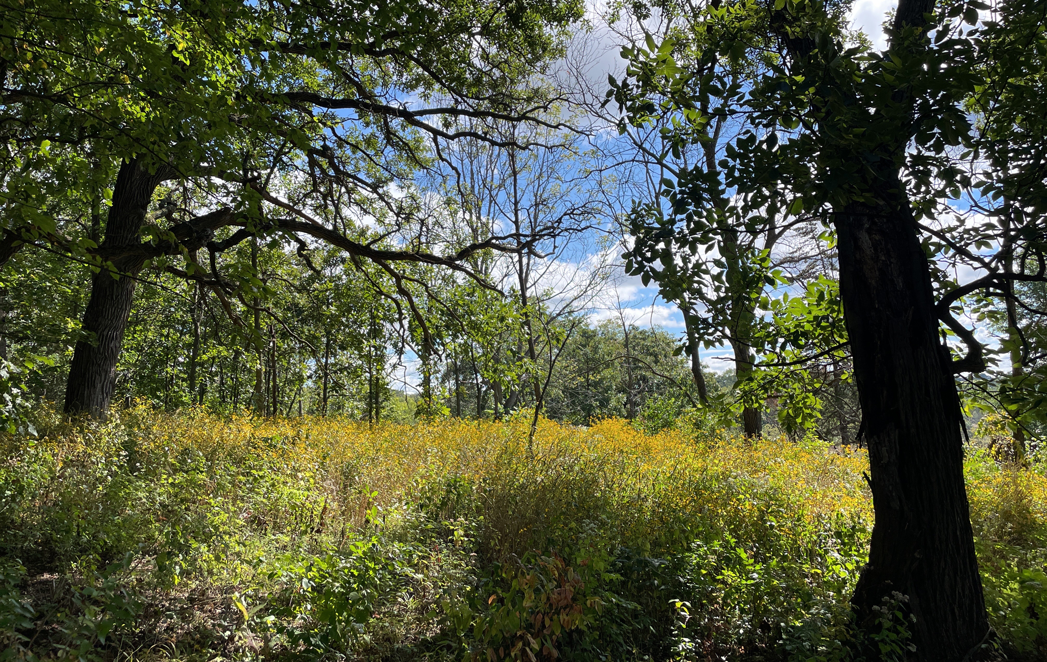 A large oak tree against a blue sky.