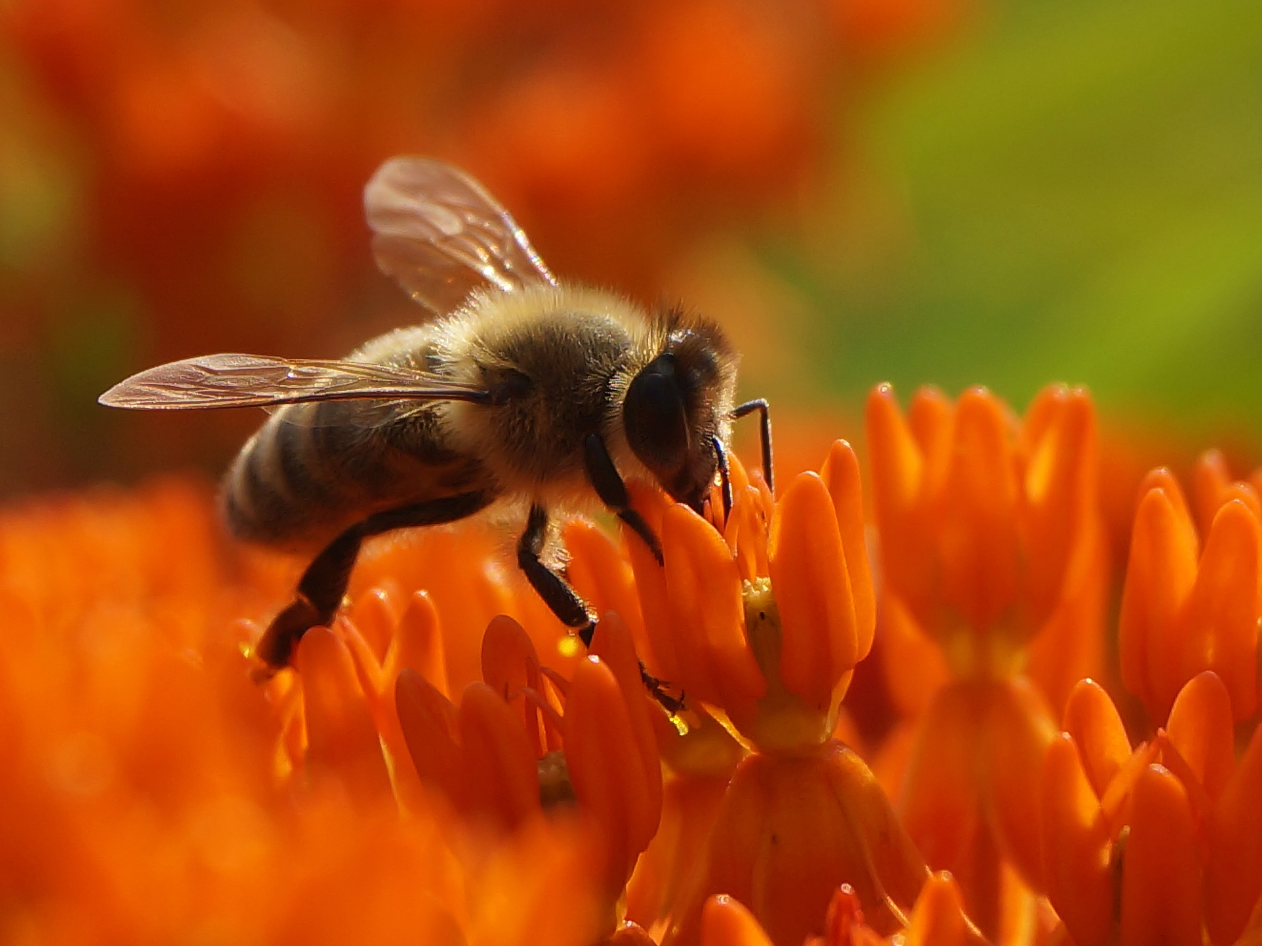 A bee sits on top of an orange butterfly weed flower.