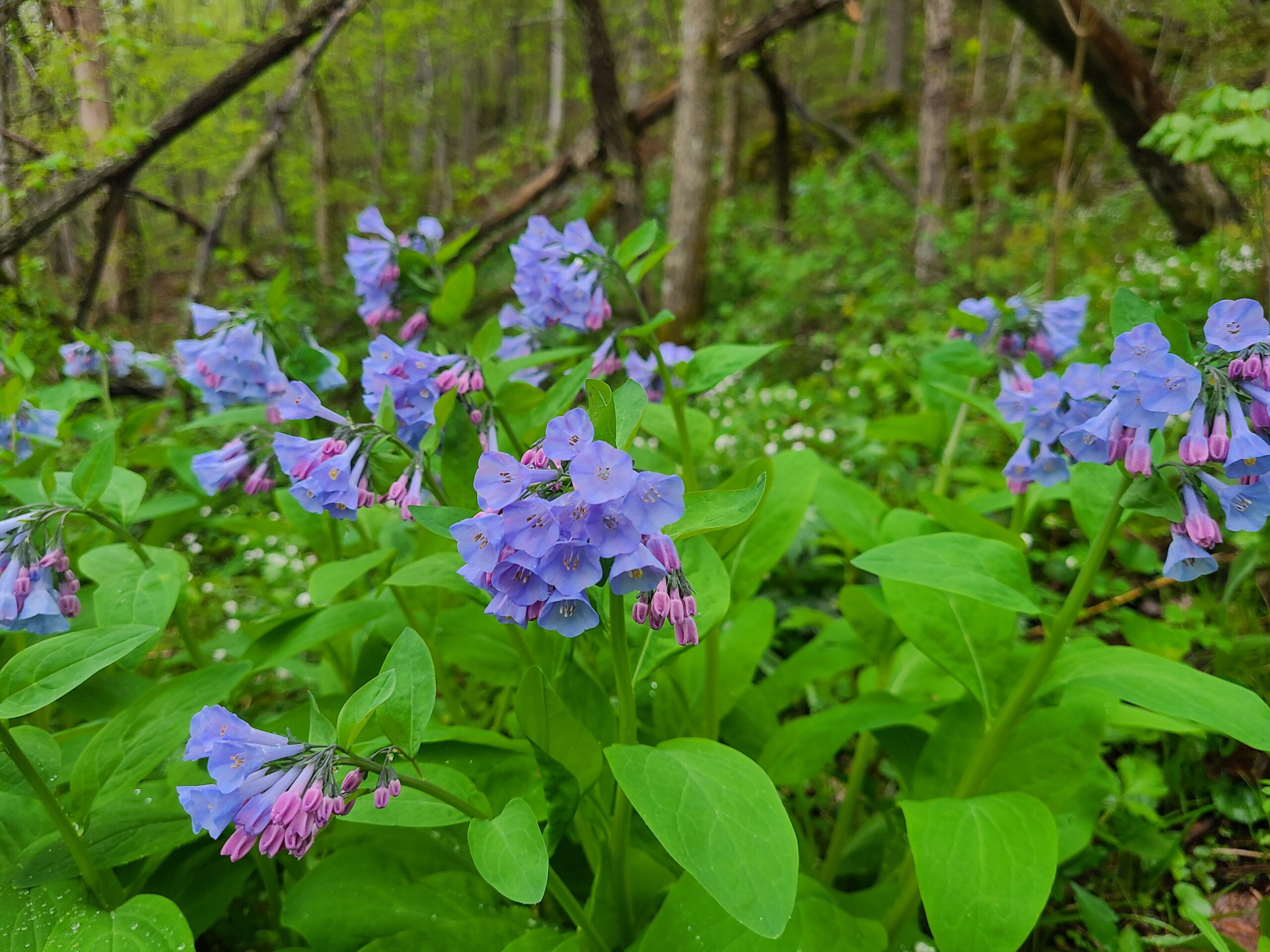 Purple flowers