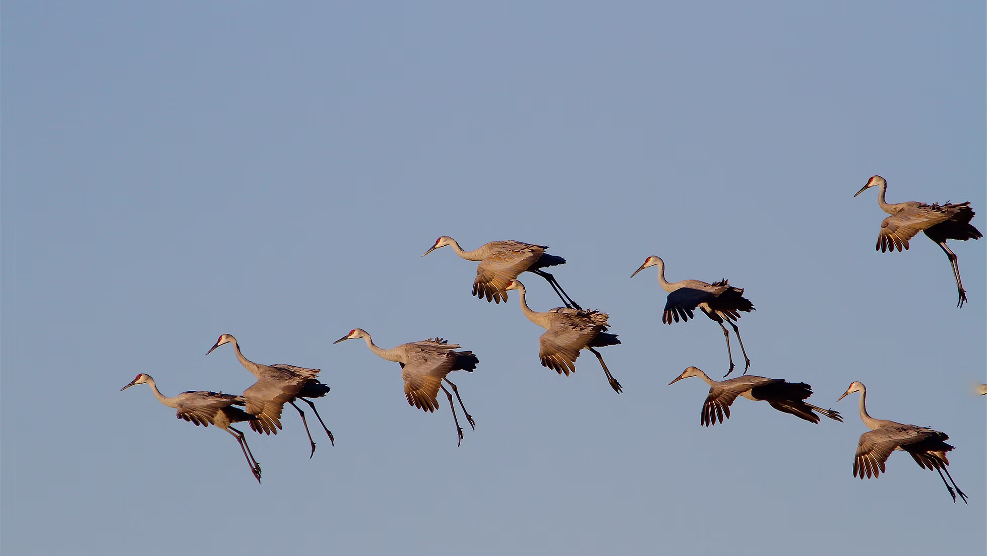 Sandhill cranes in flight.