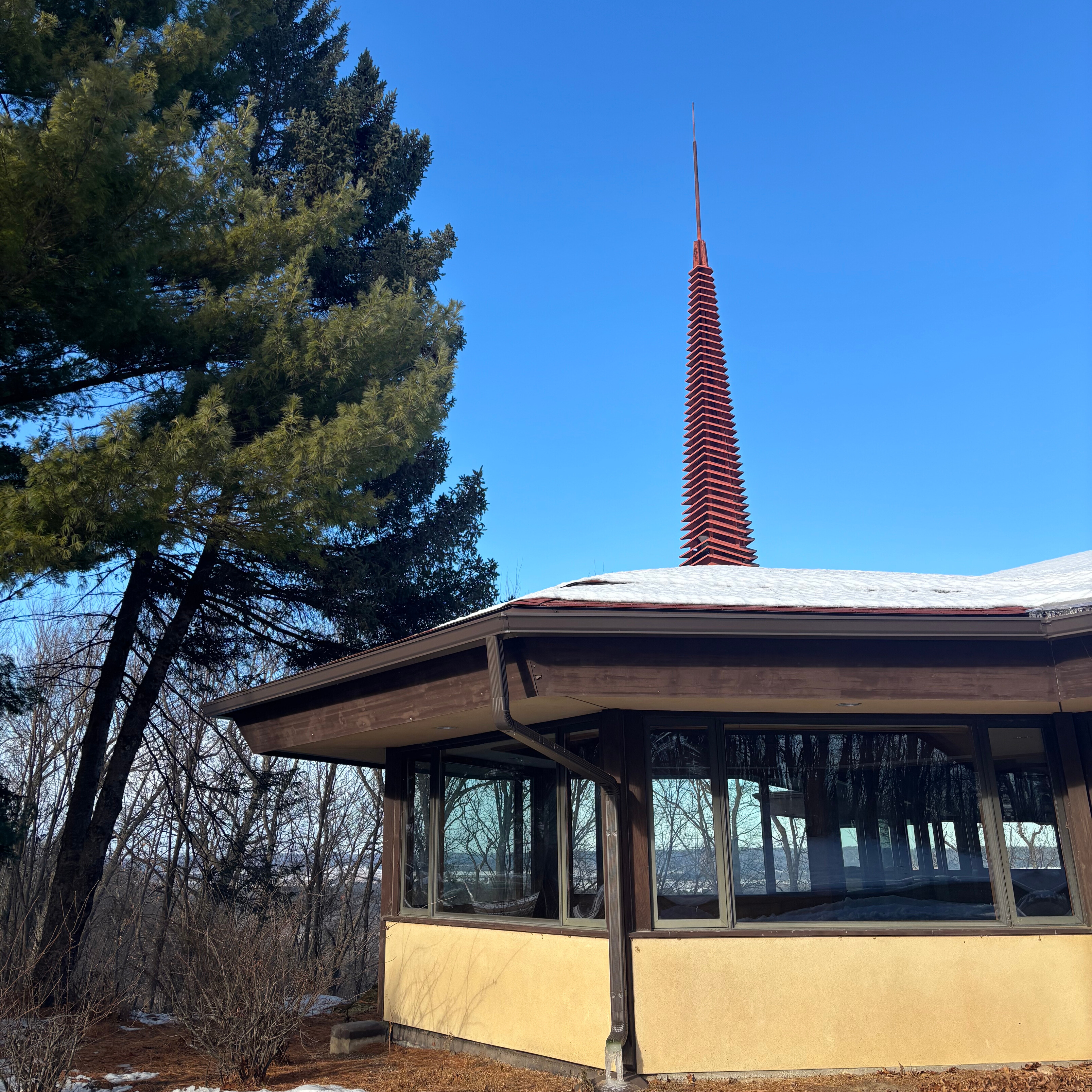 Wintergreen during winter