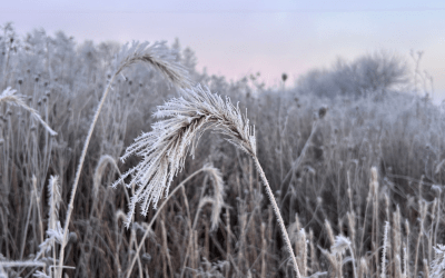 A New Year in the Driftless