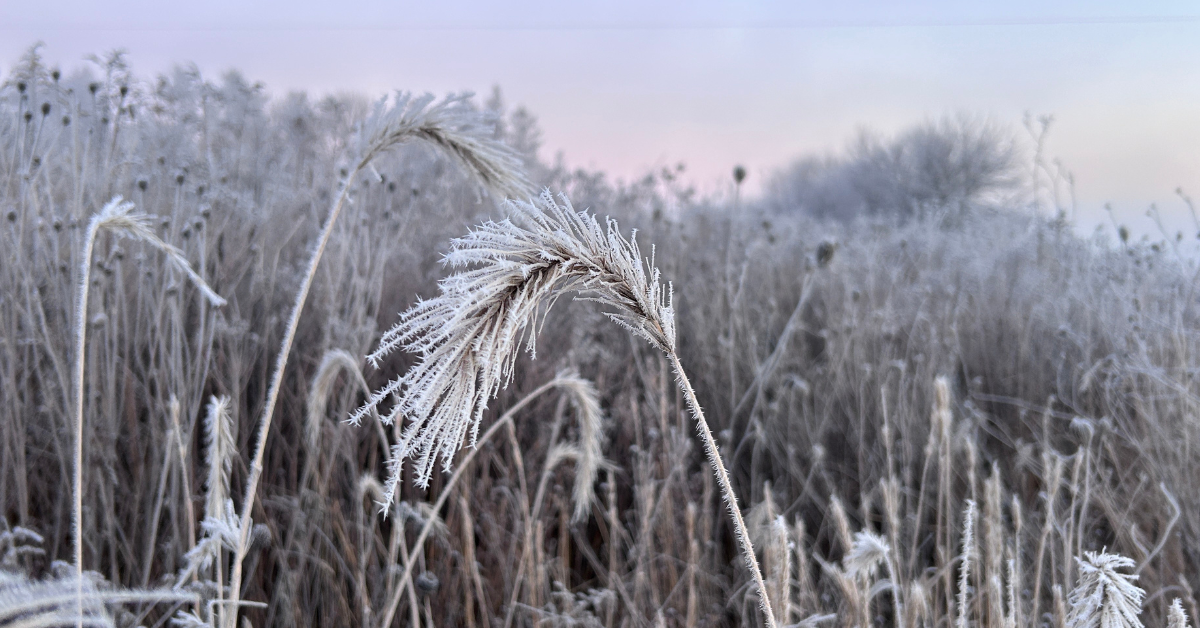 A frosty grassland is greeted by a soft sunrise.