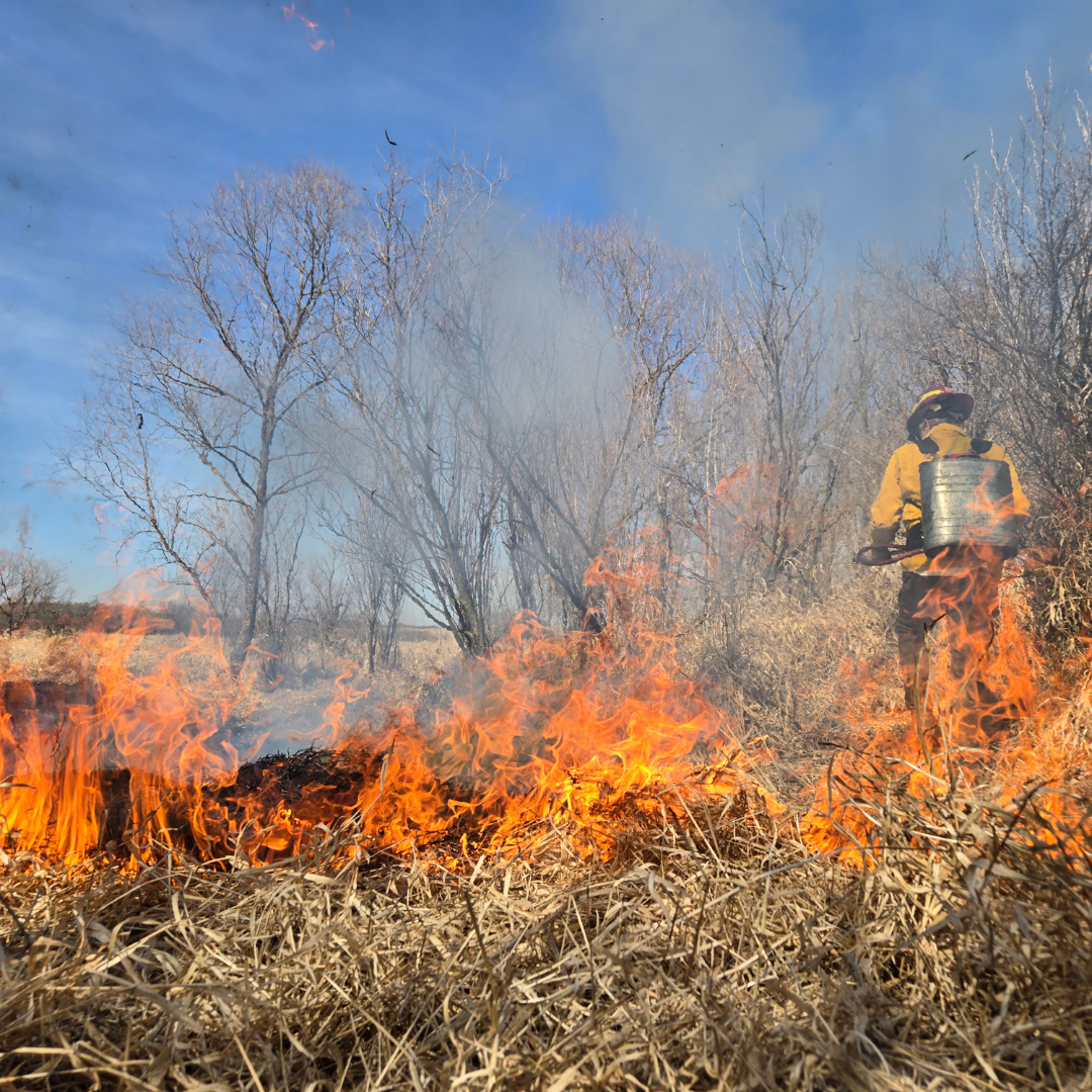 Controlled burn within a grassland habitat.