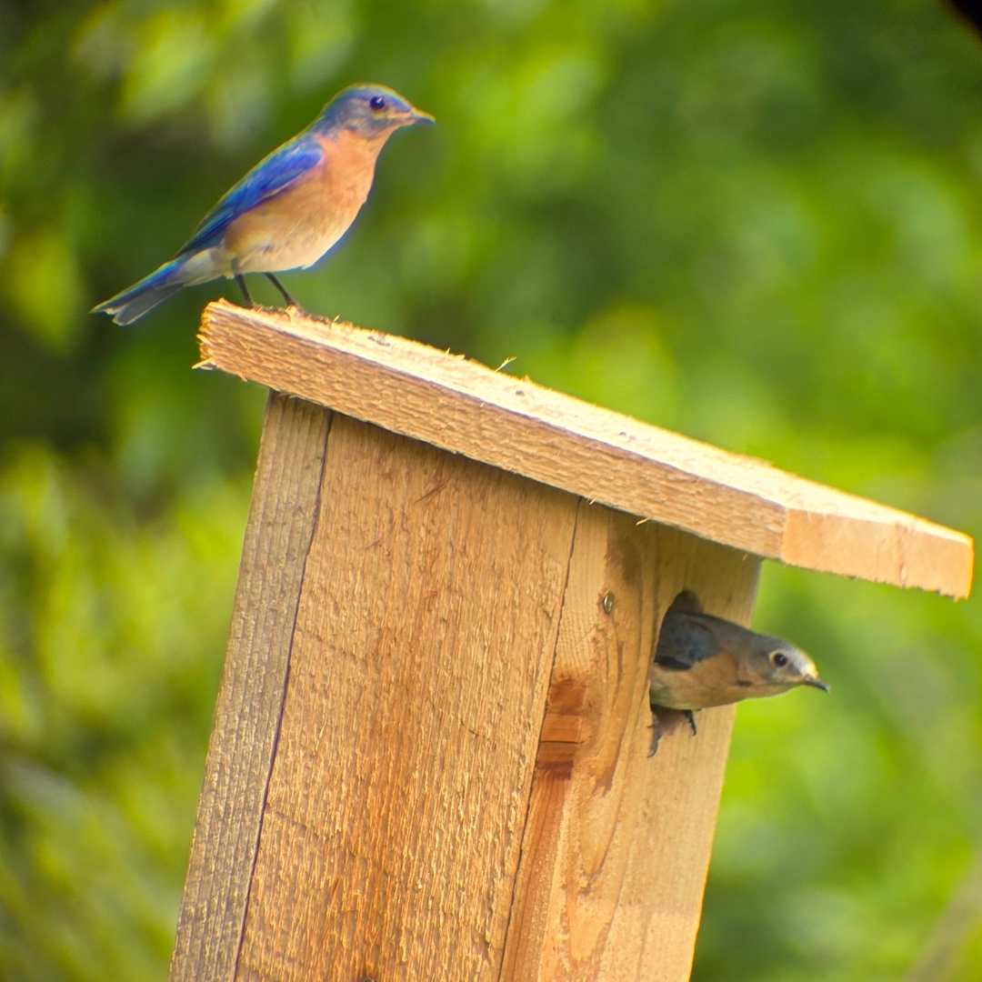 Bluebird pair settles into their new home.